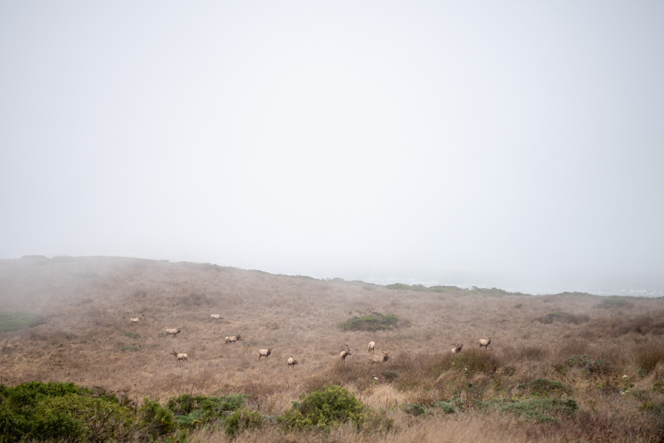 point reyes california