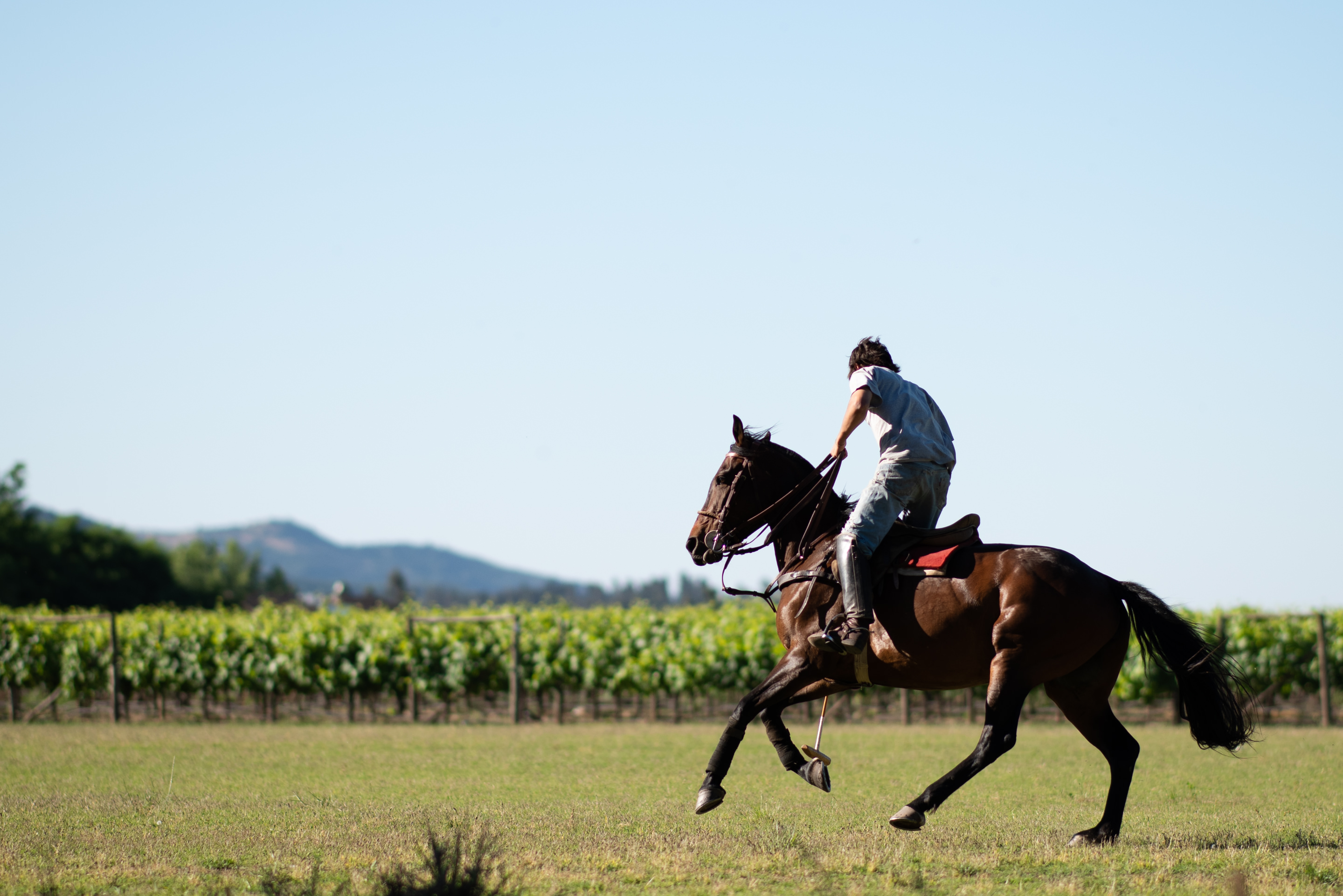 Vina Laura Hartwig Polo Field