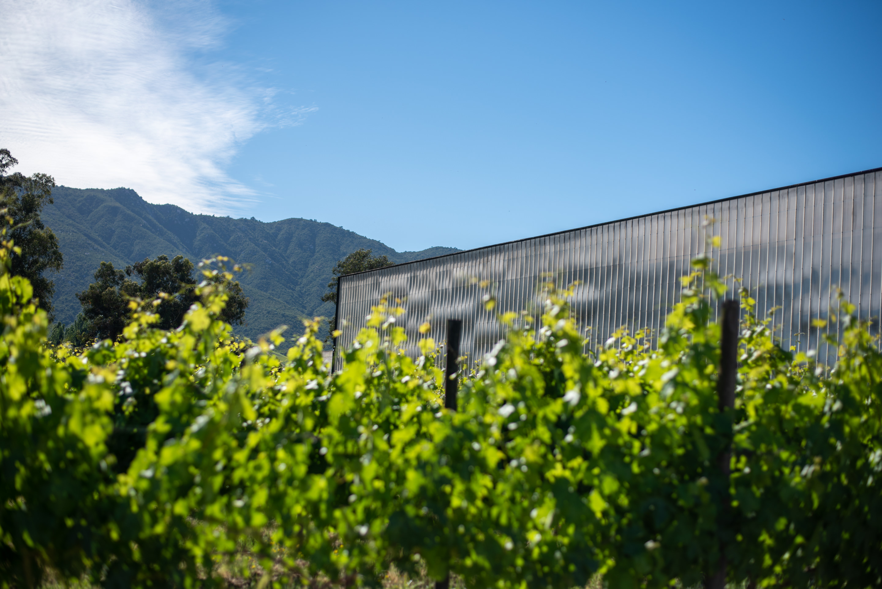 viña las niñas winery santa cruz chile colchagua valley