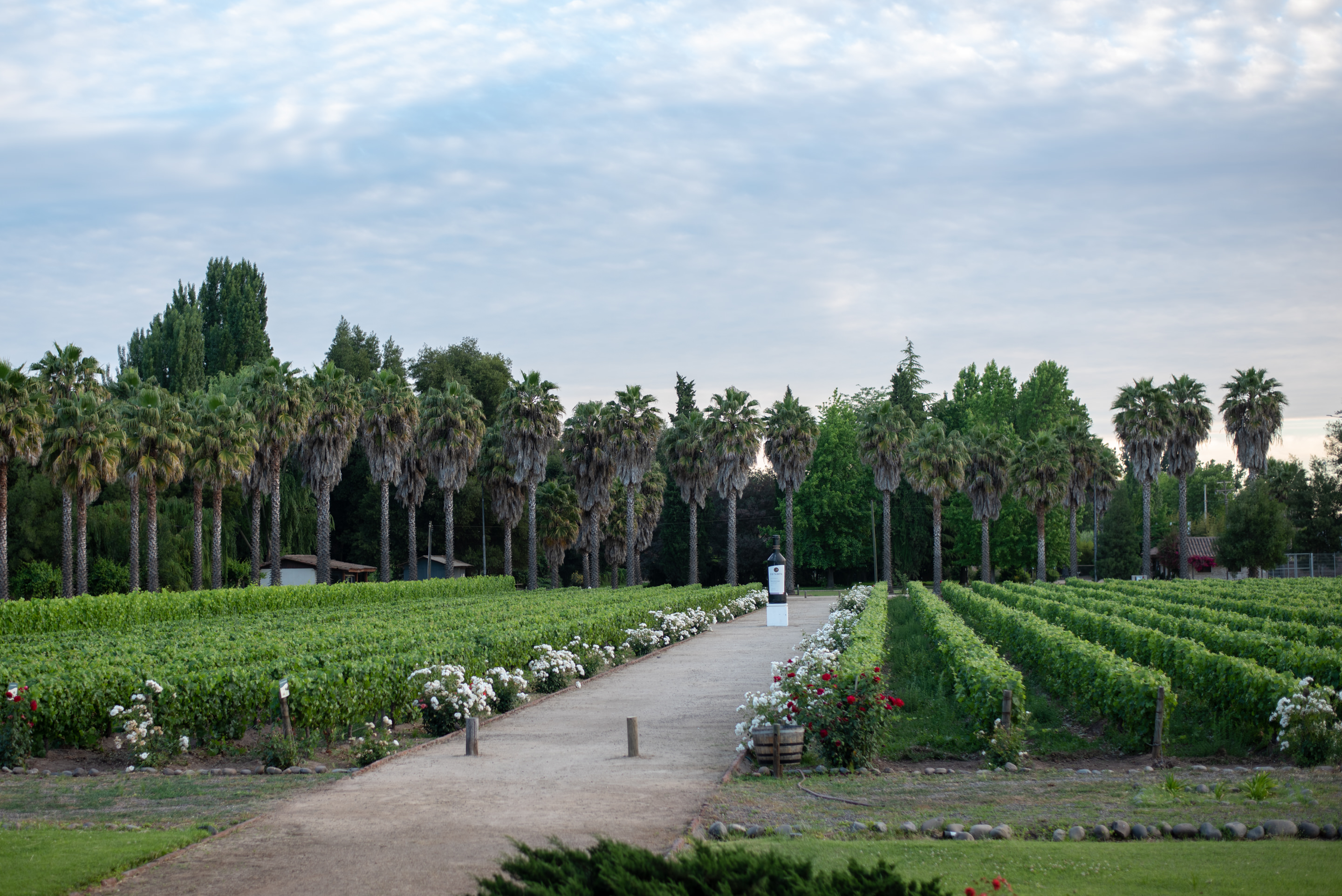 vina estampa winery colchagua chile