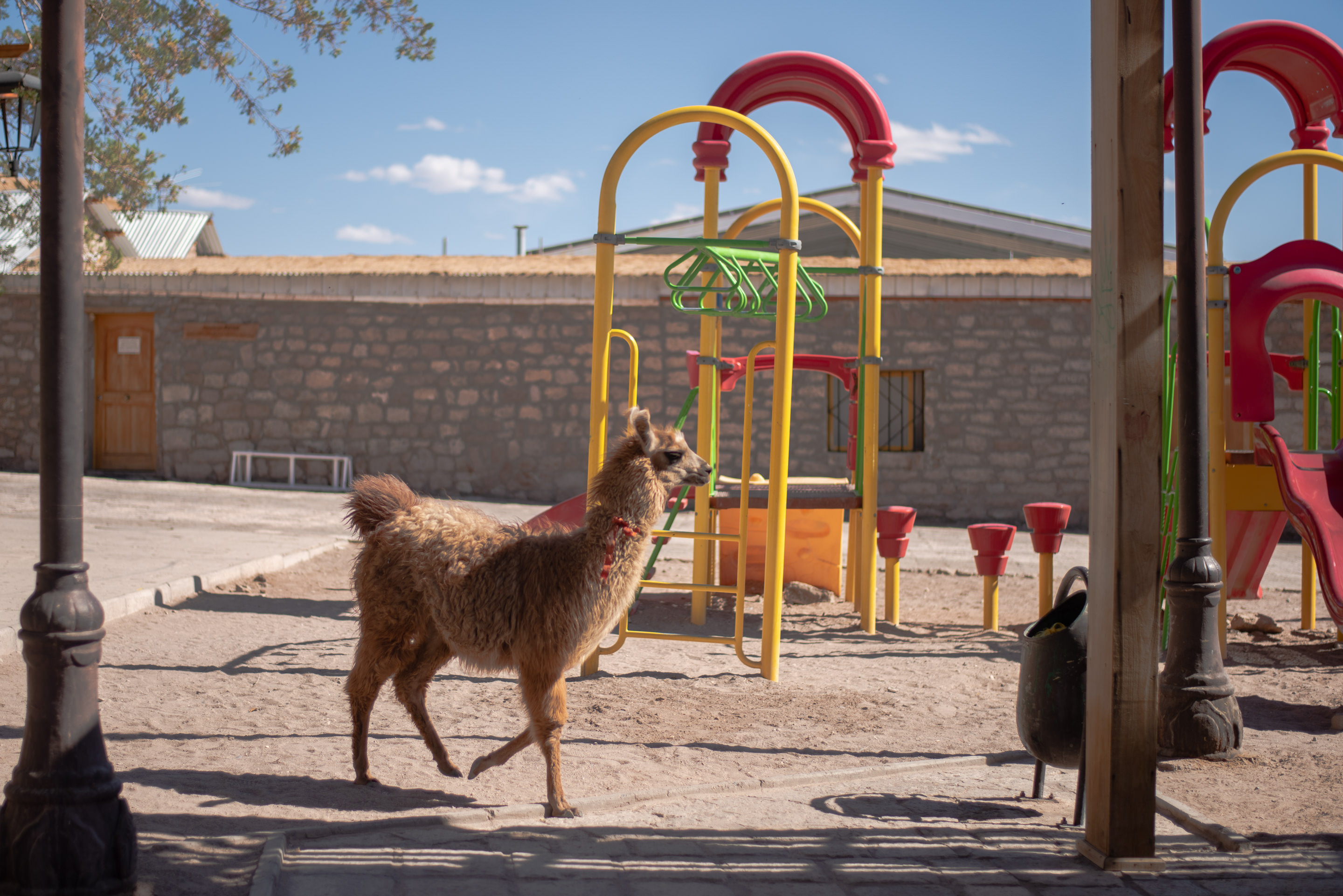 atacama desert chile alpaca