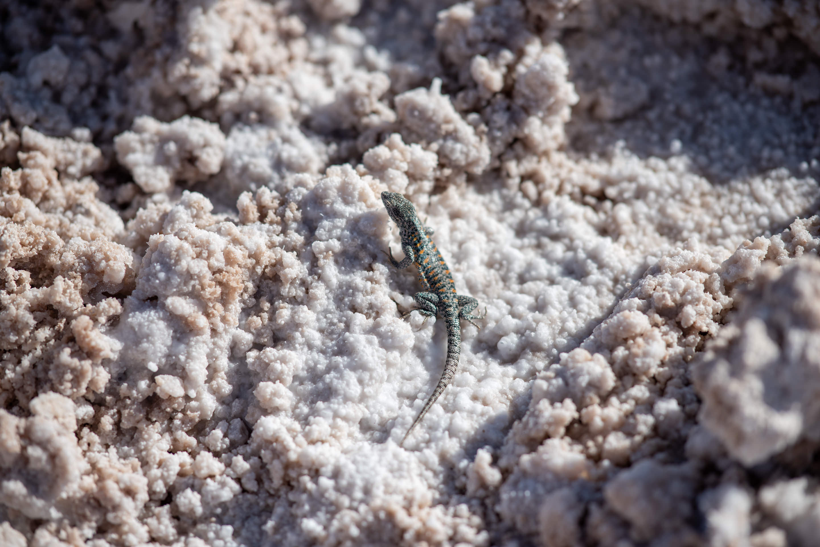 chaxa lagoon lizard