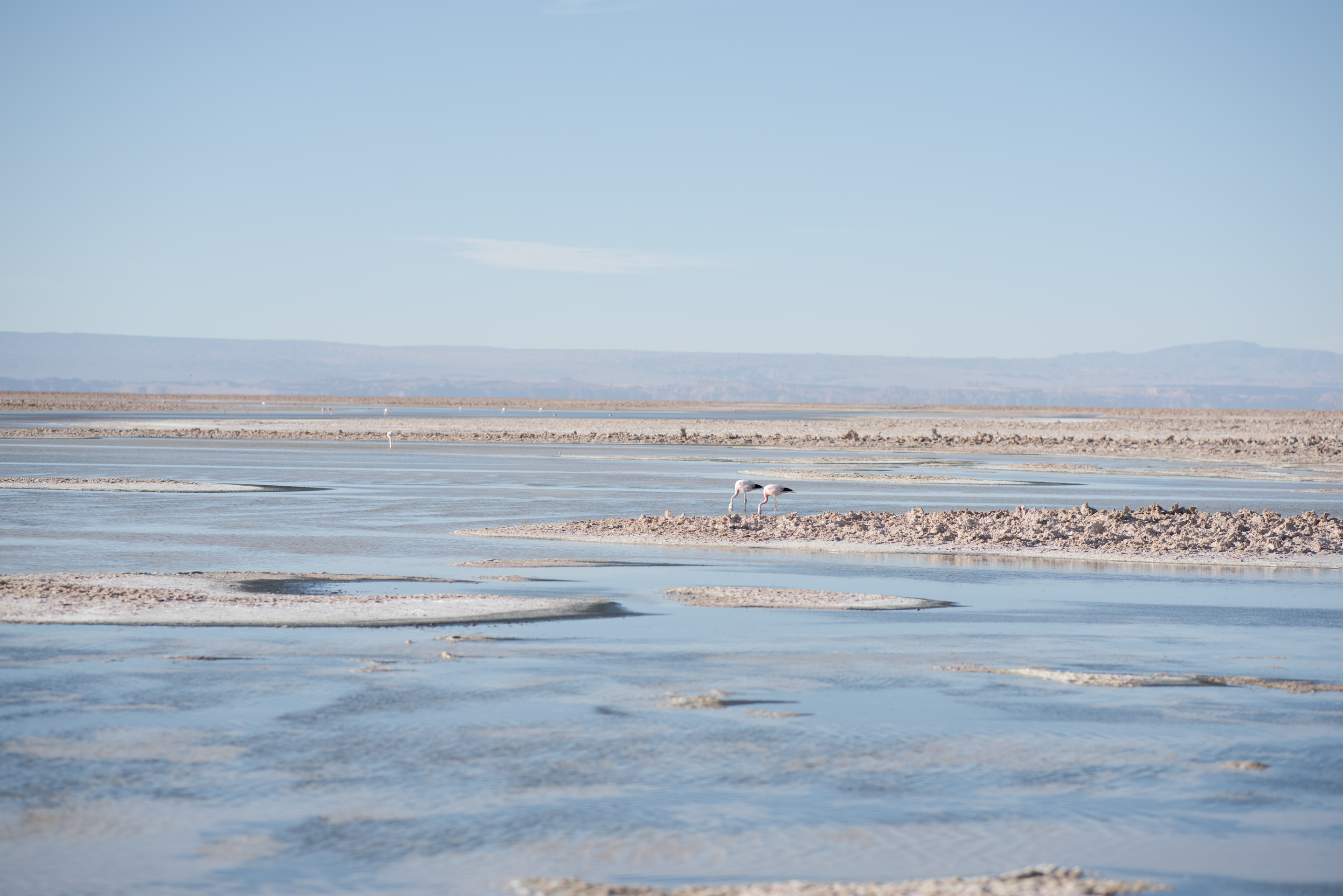 chaxa lagoon flamingos atacama chile