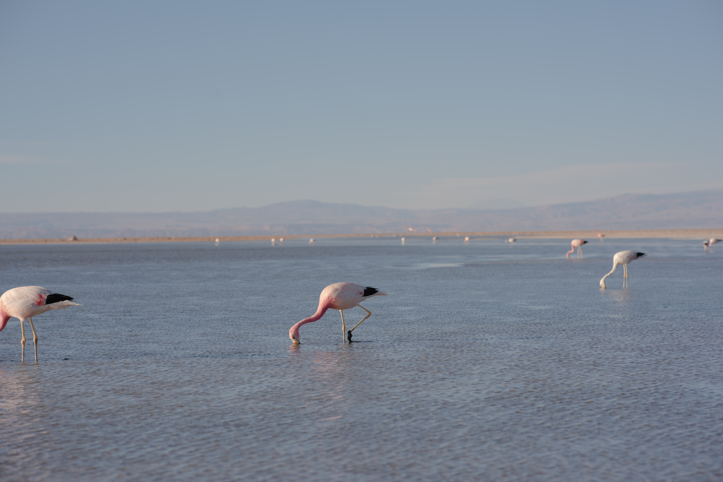 chaxa lagoon flamingos atacama chile