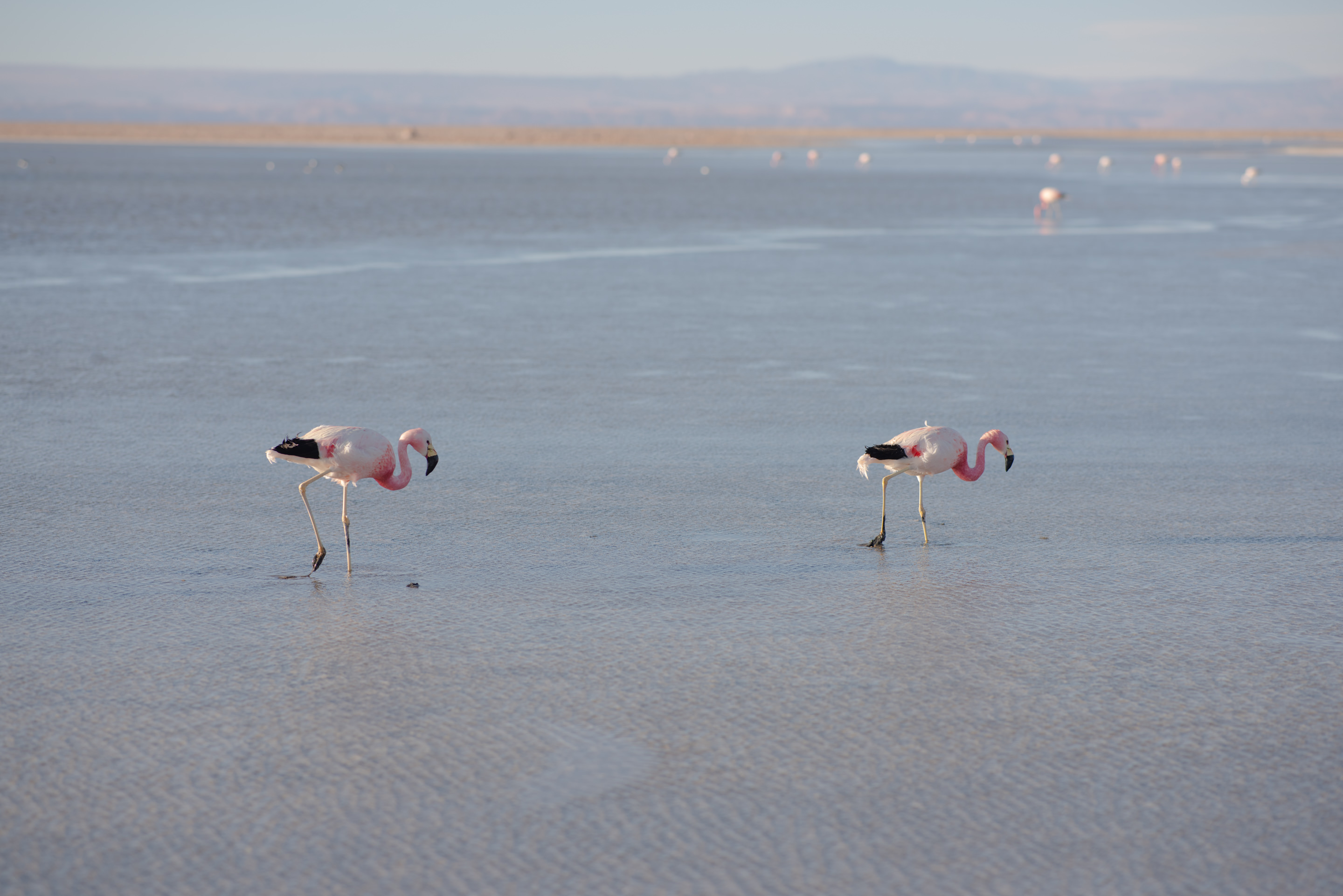 chaxa lagoon flamingos atacama chile