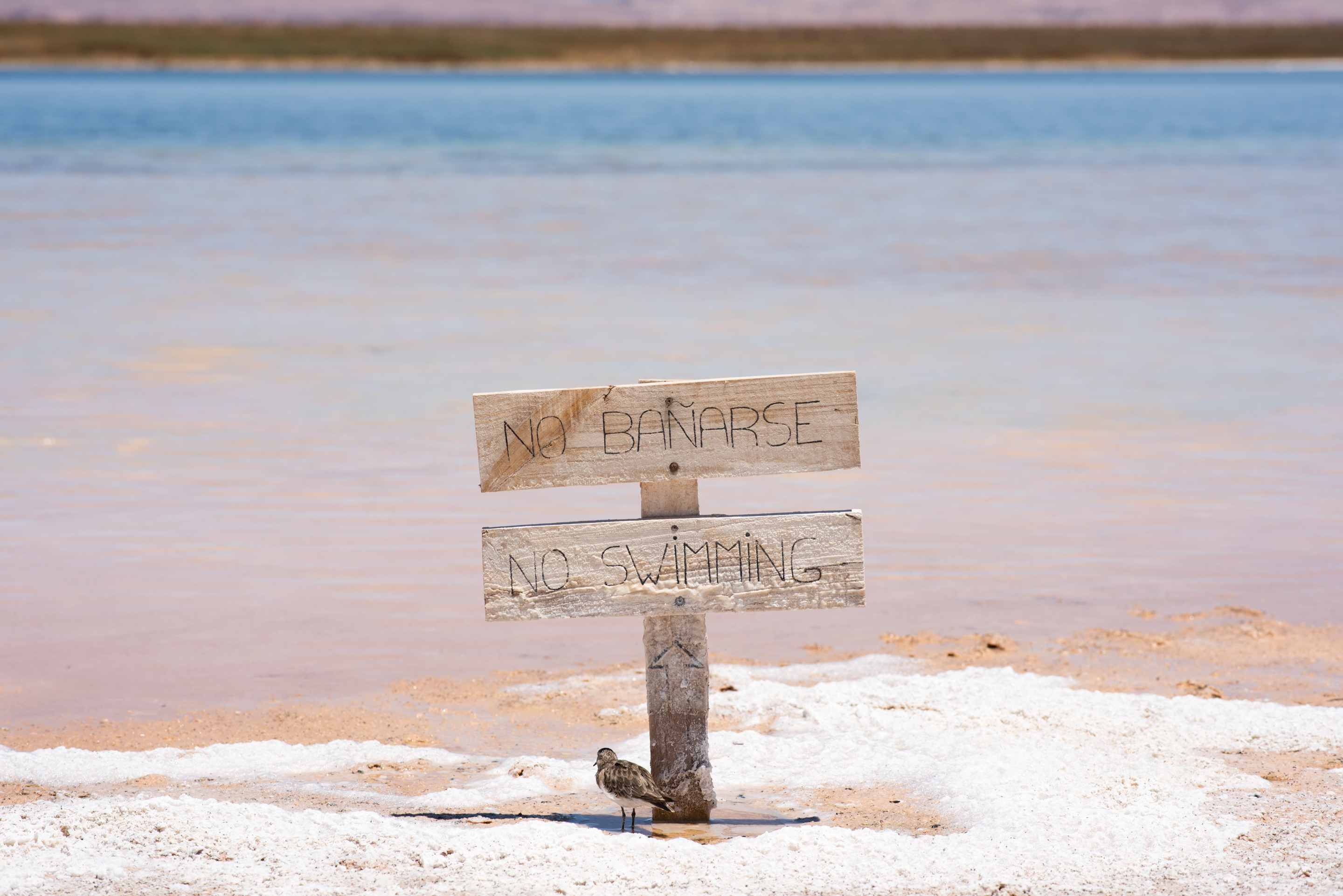 cejar lagoon atacama desert