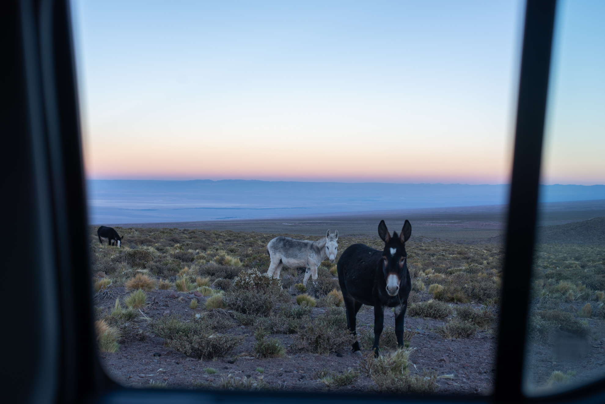 wild donkeys atacama desert