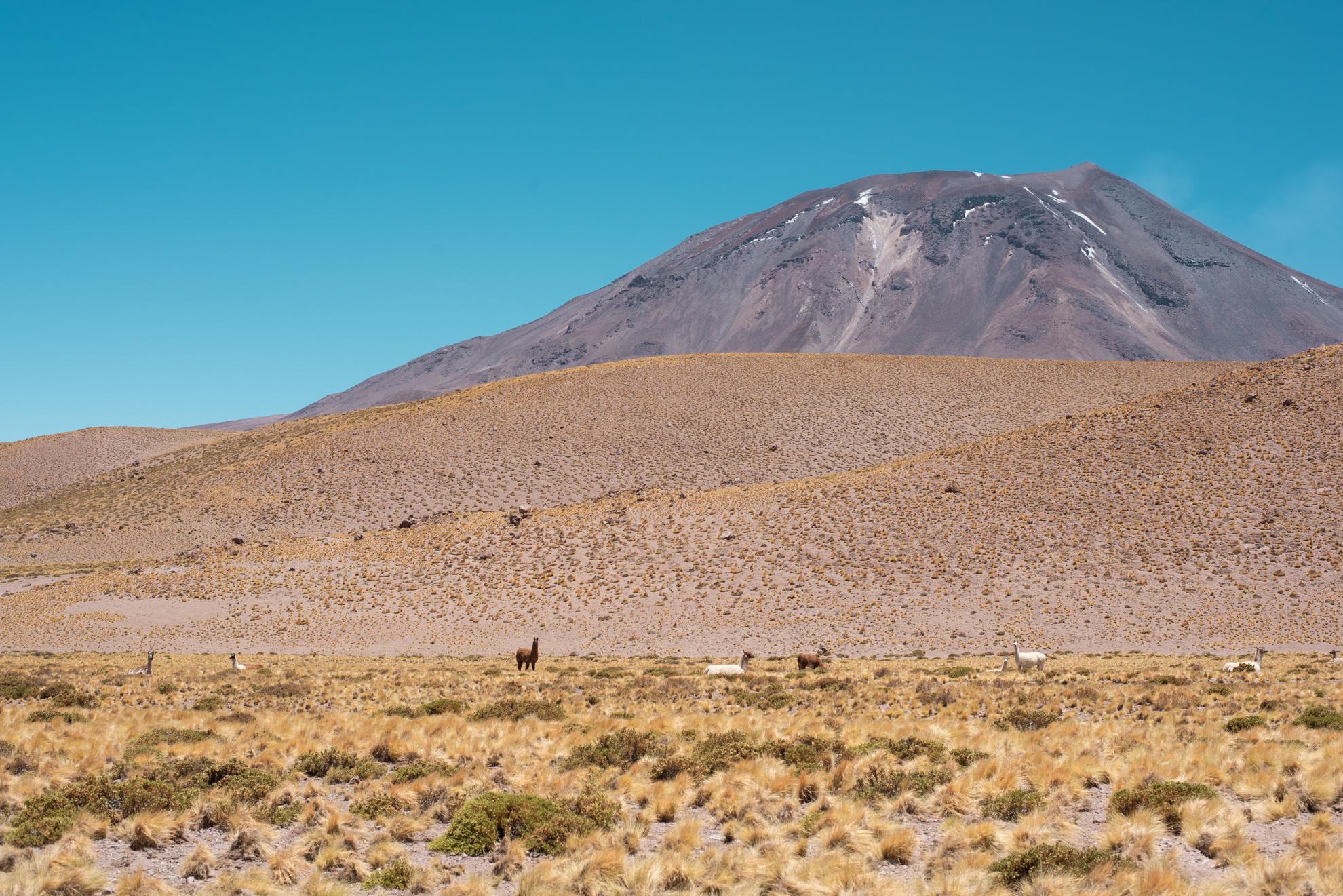 lascar volcano vulcan lascar atacama landscape llama