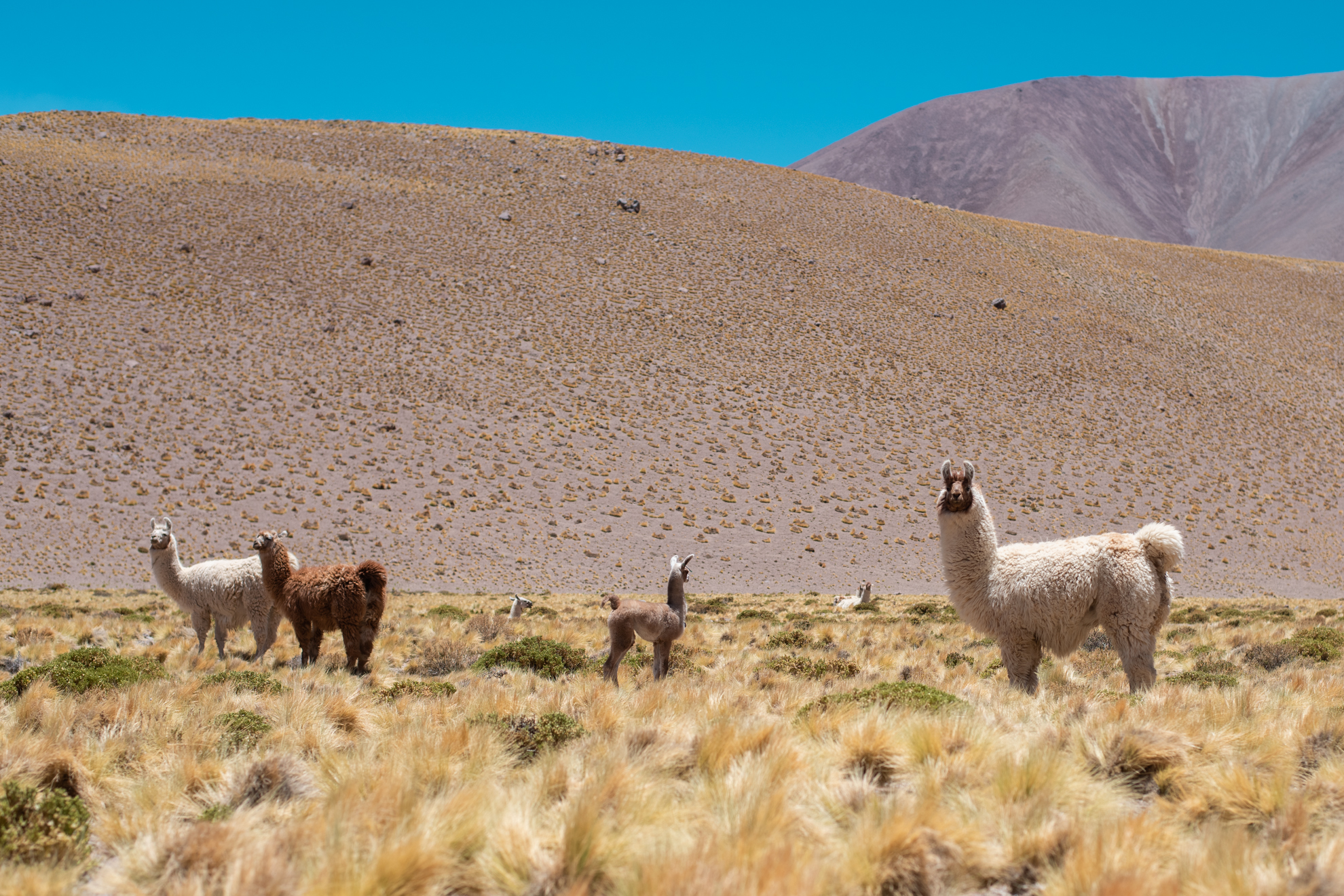 lascar volcano vulcan lascar atacama landscape llama