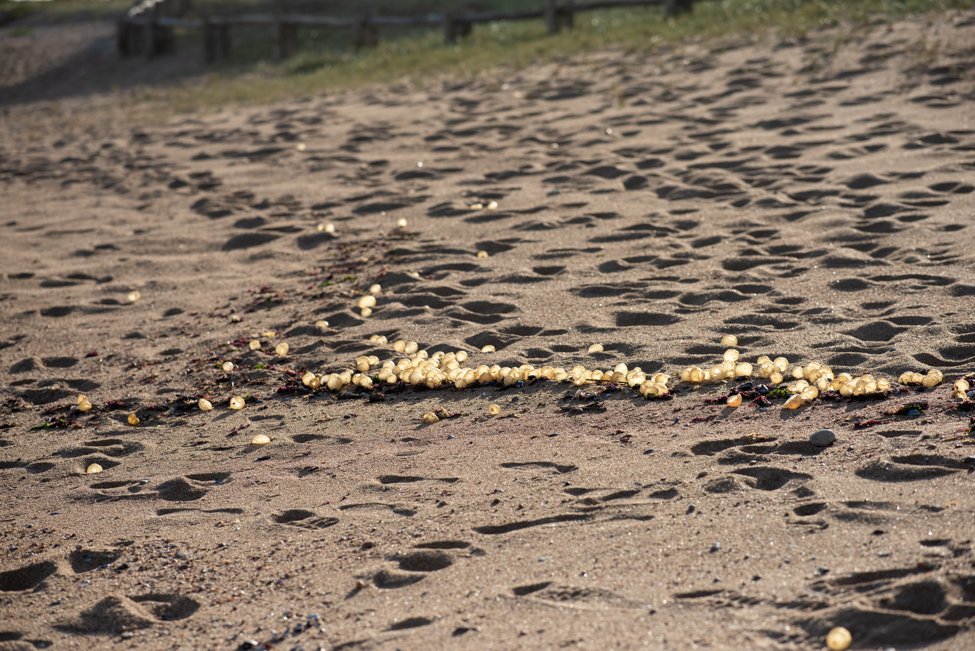 snail eggs jose ignacio