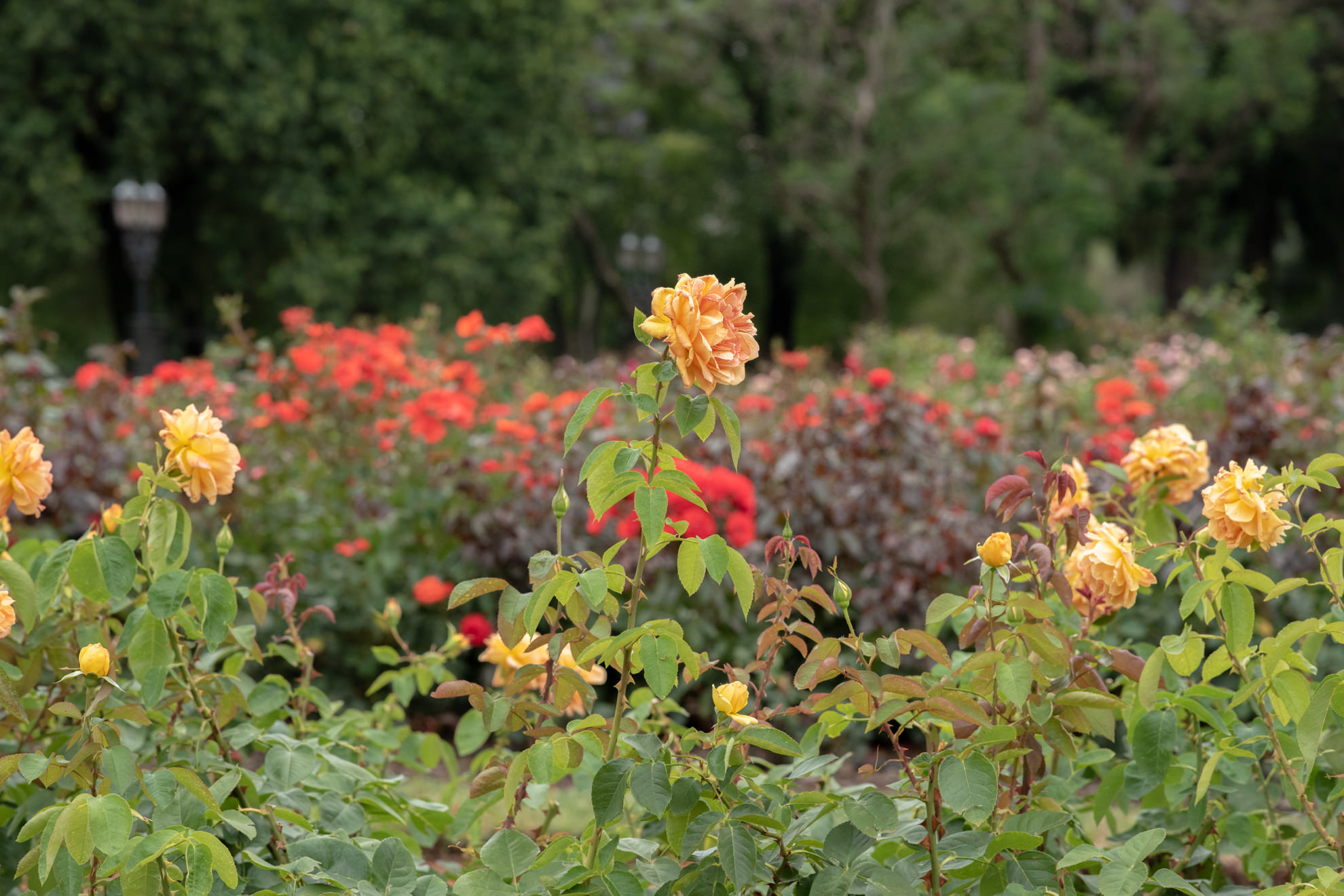 rose garden buenos aires