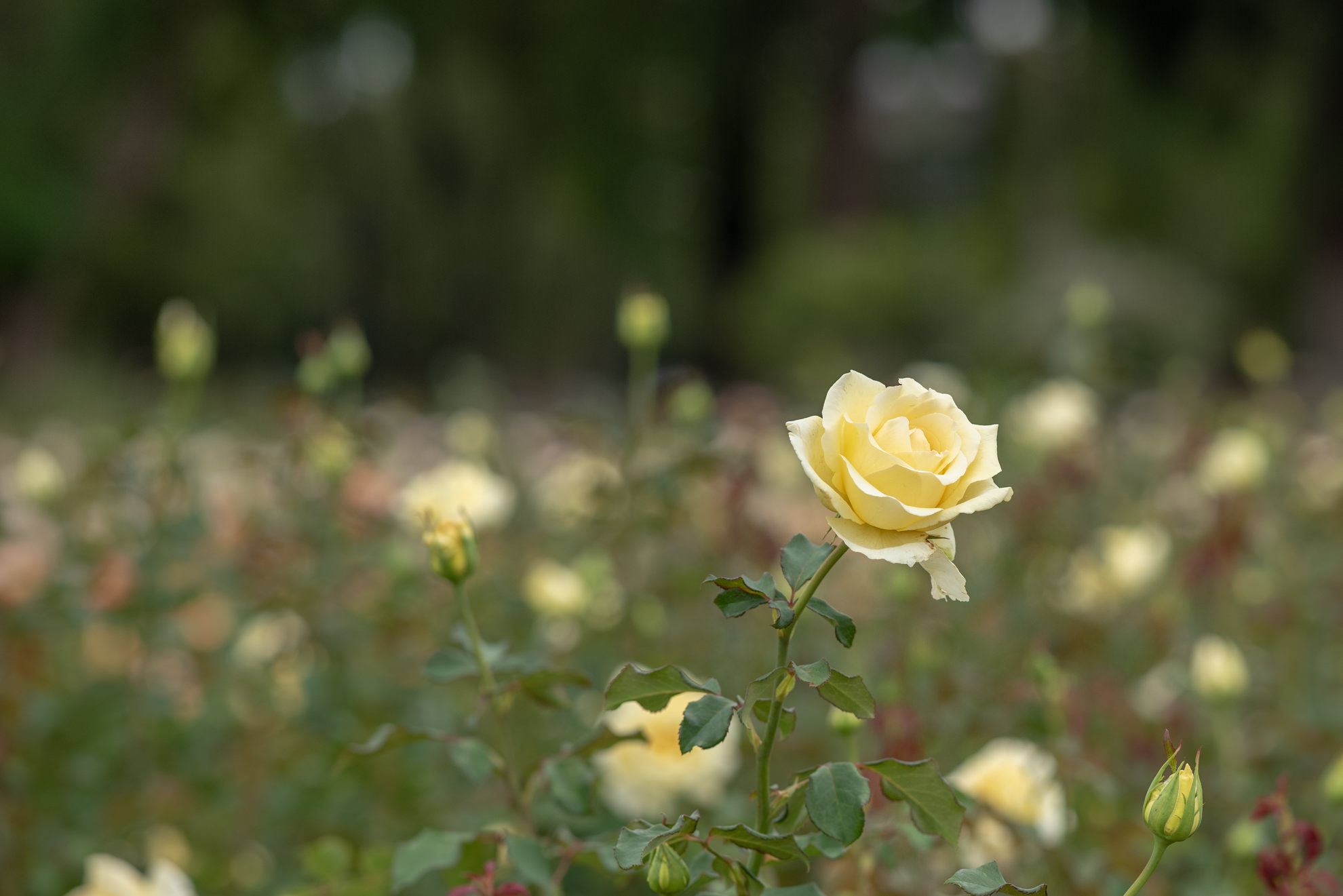 rose garden buenos aires