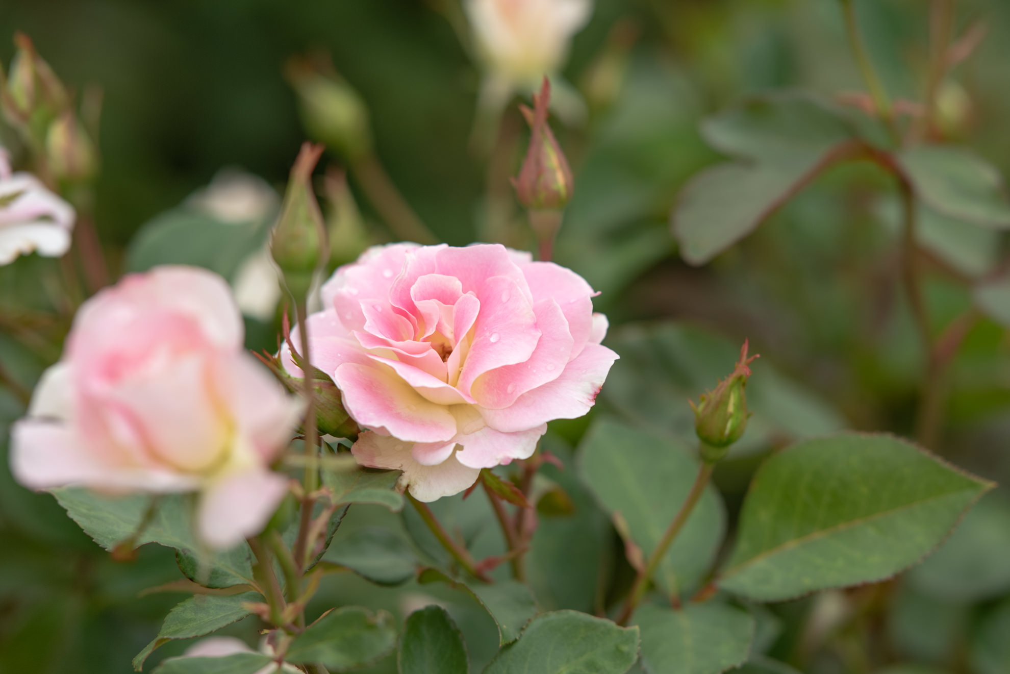 rose garden buenos aires