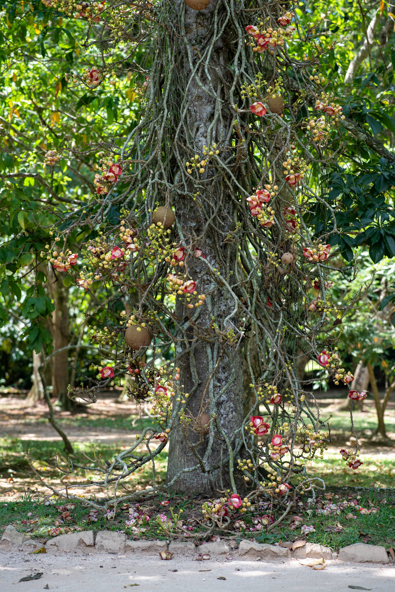 cannonball tree jardim botanico rio brazil