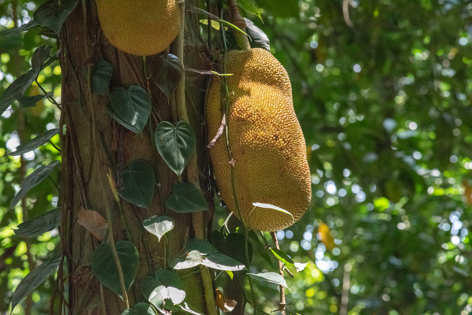 jackfruit jardim botanico rio brazil