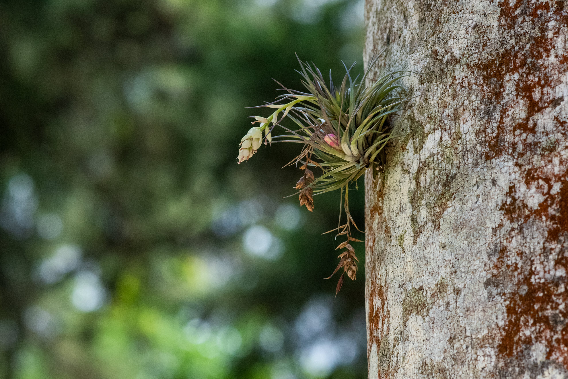 air plant jardim botanico rio brazil