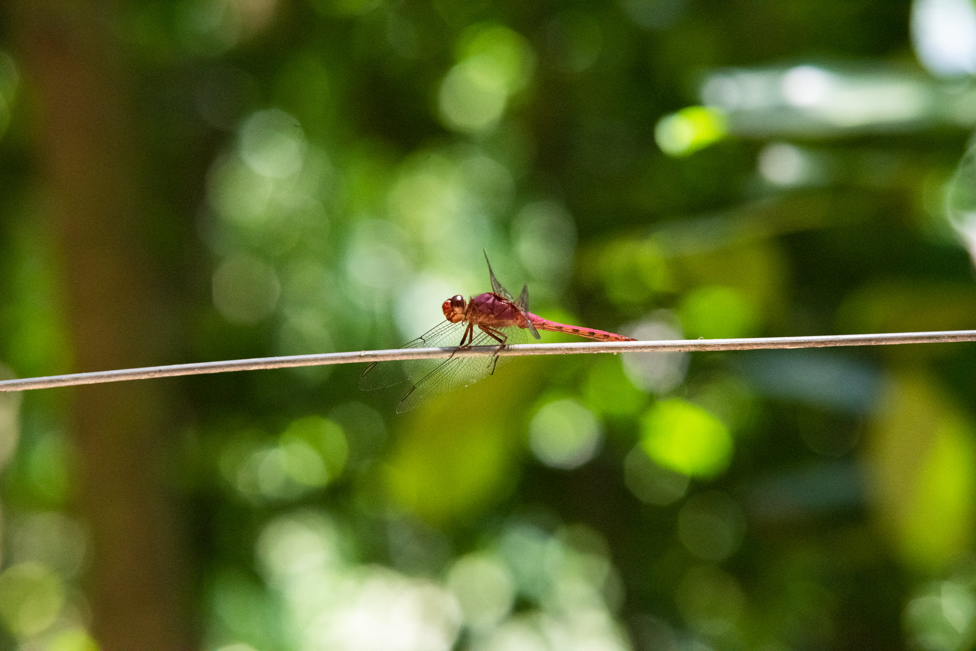 dragonfly jardim botanico rio brazil