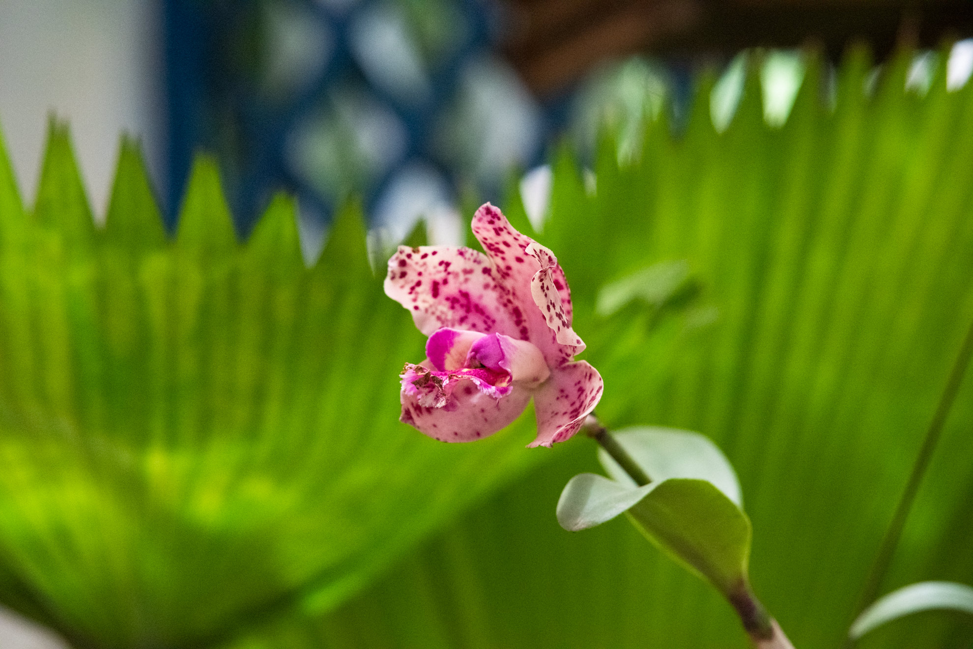 orchid jardim botanico rio brazil