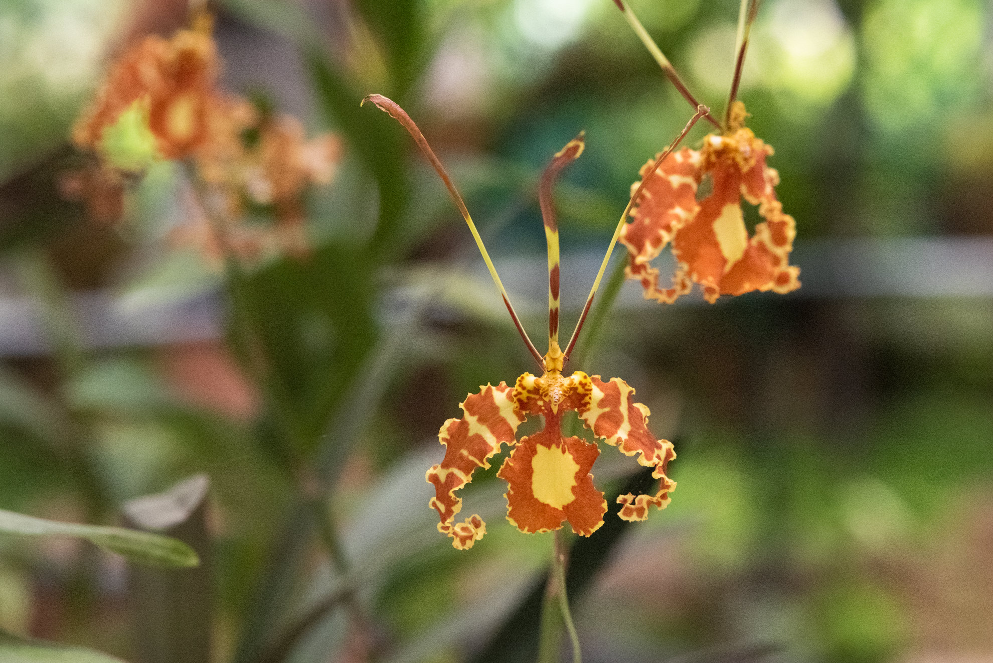 orchid jardim botanico rio brazil