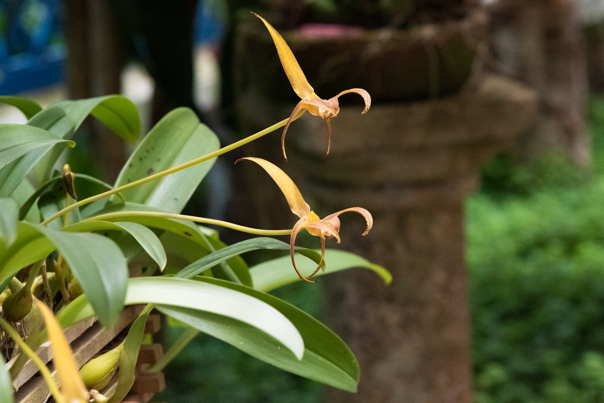 orchid jardim botanico rio brazil